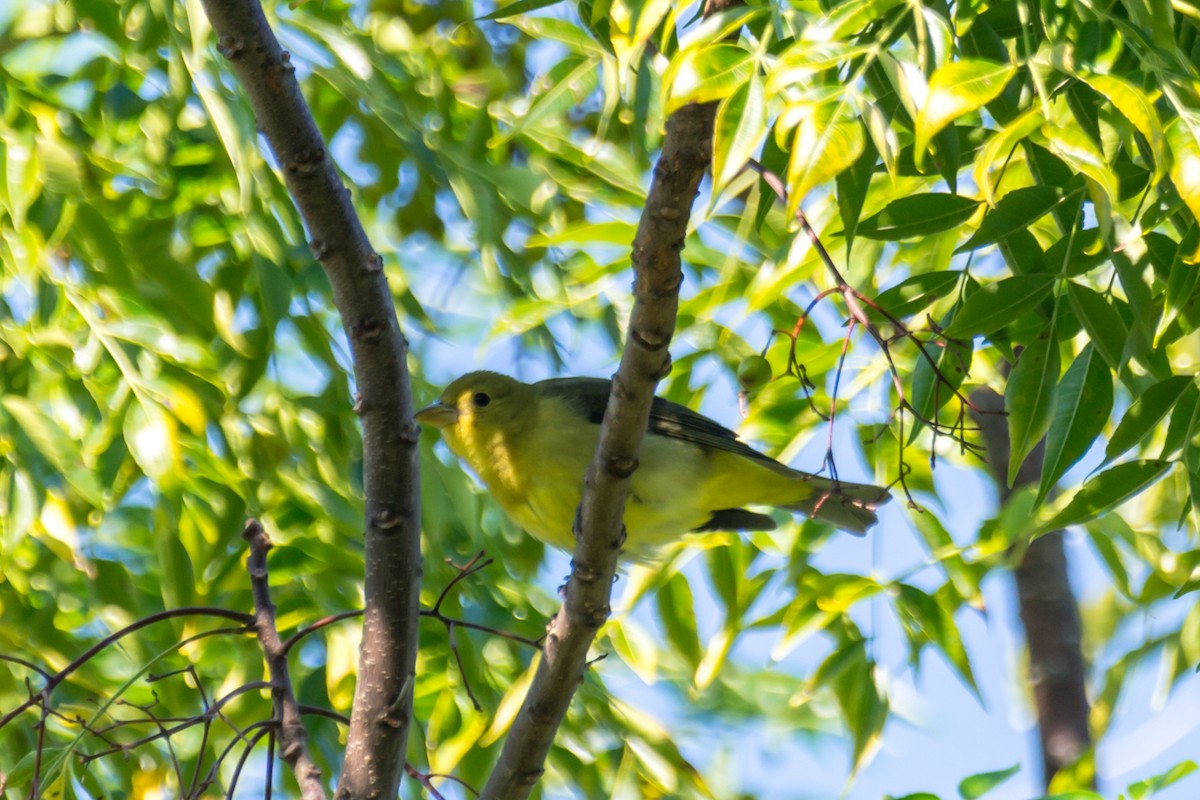 rødpiranga - ML118525121