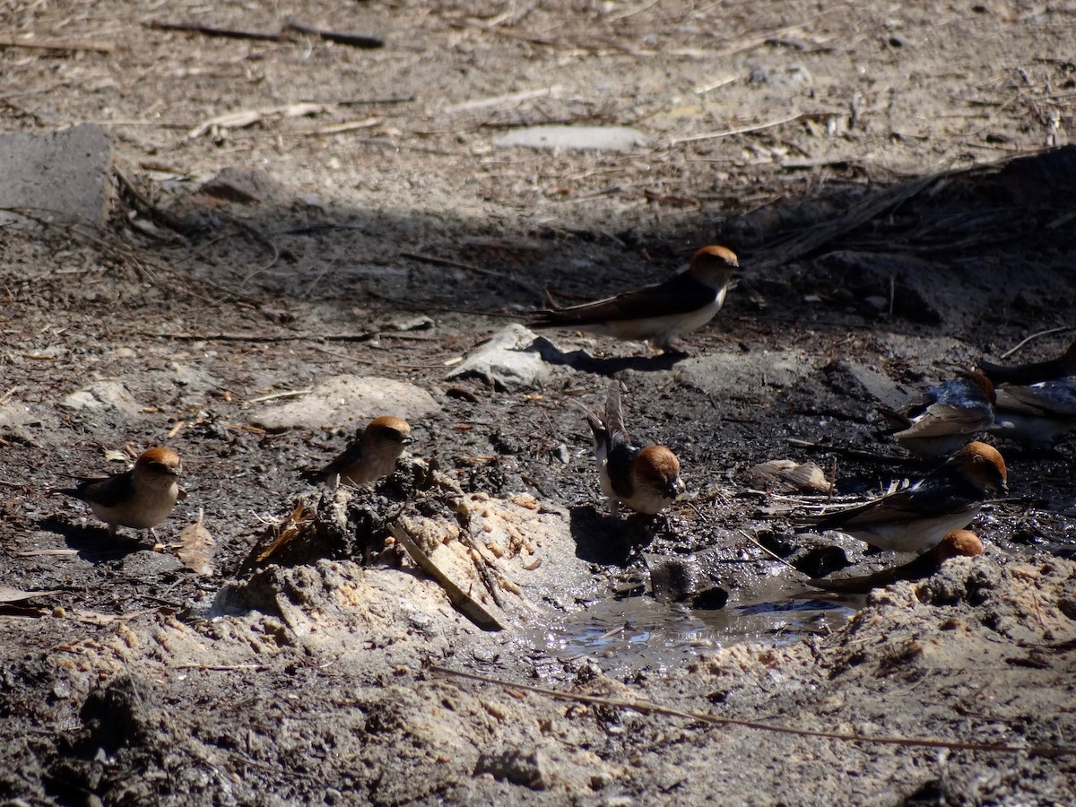 alvesvale - ML118525381