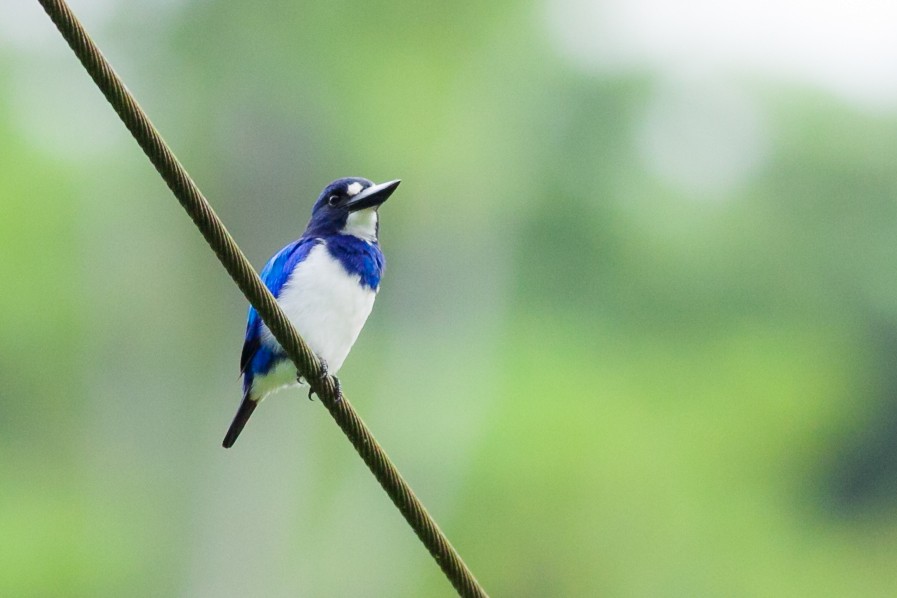 Blue-and-white Kingfisher - Wilbur Goh