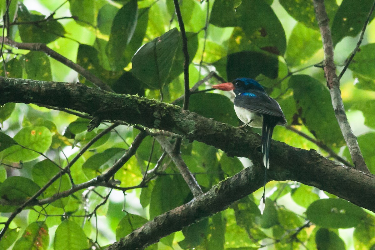 Common Paradise-Kingfisher - Wilbur Goh