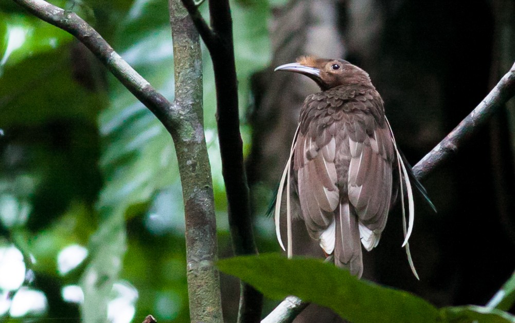 Standardwing Bird-of-Paradise - ML118527541