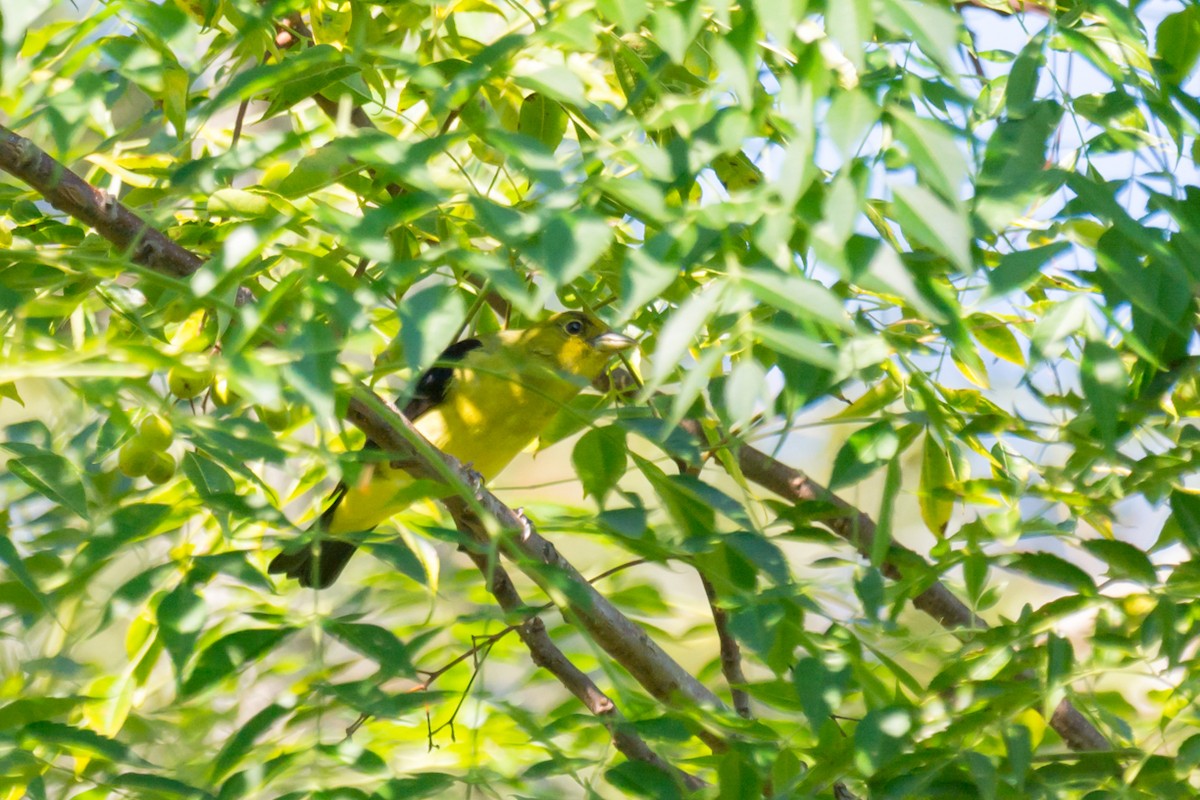 rødpiranga - ML118527621