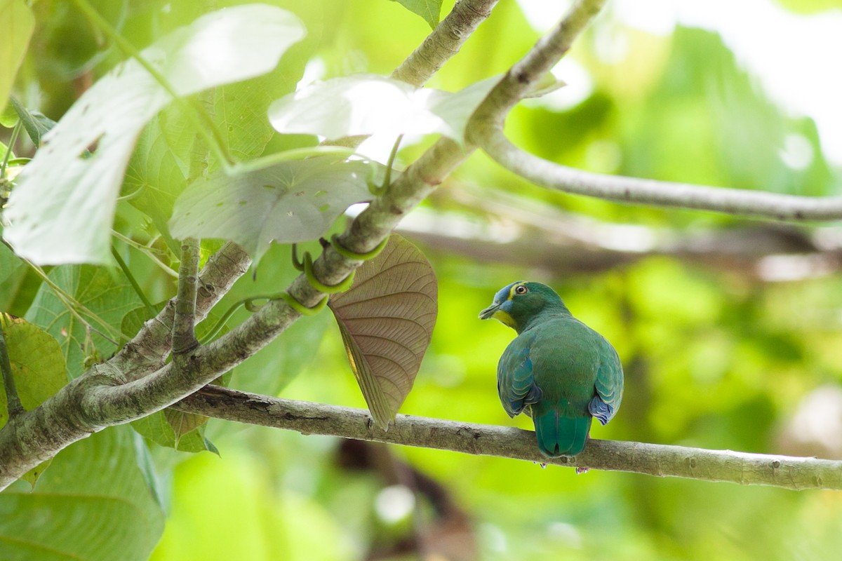 Blue-capped Fruit-Dove - ML118527661