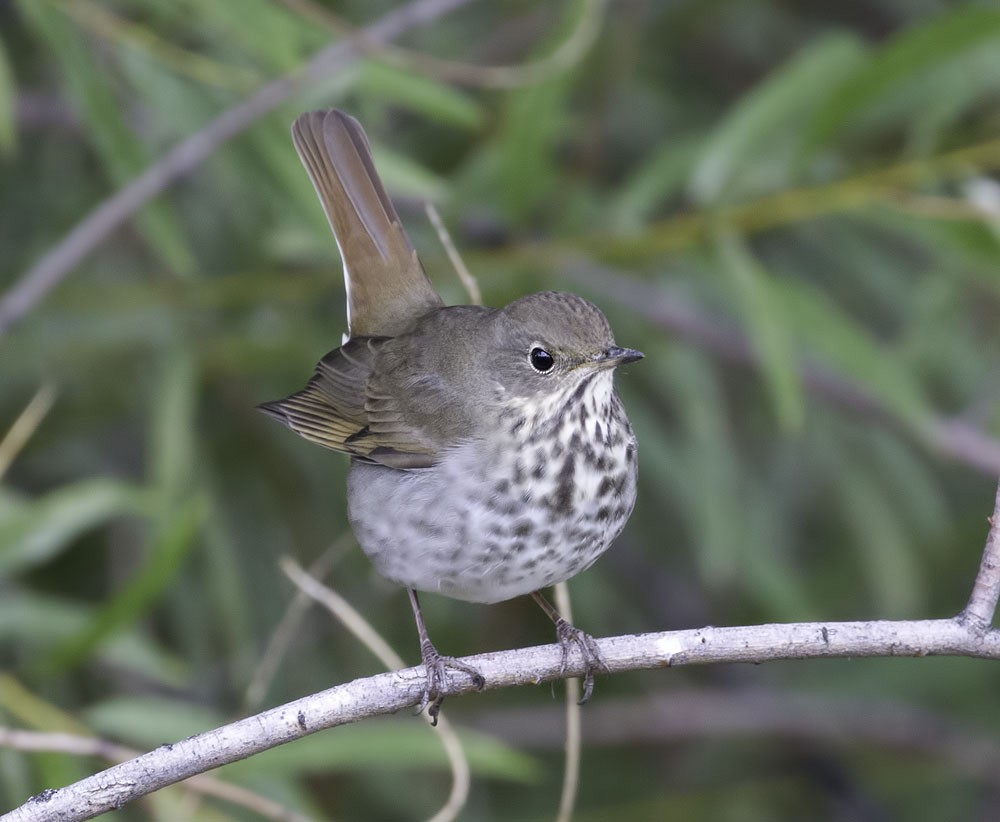 Hermit Thrush - ML118529211