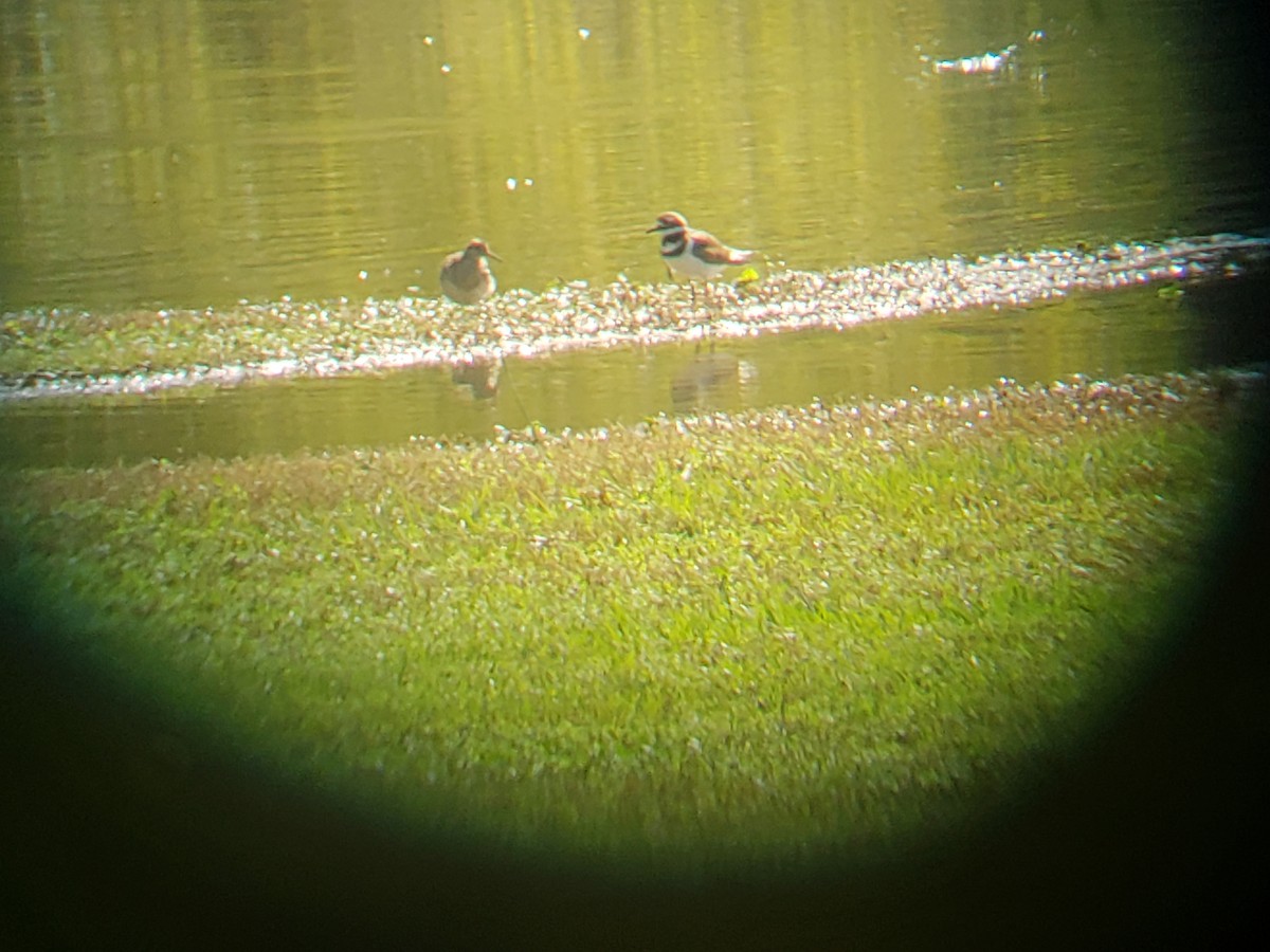 Pectoral Sandpiper - ML118530641