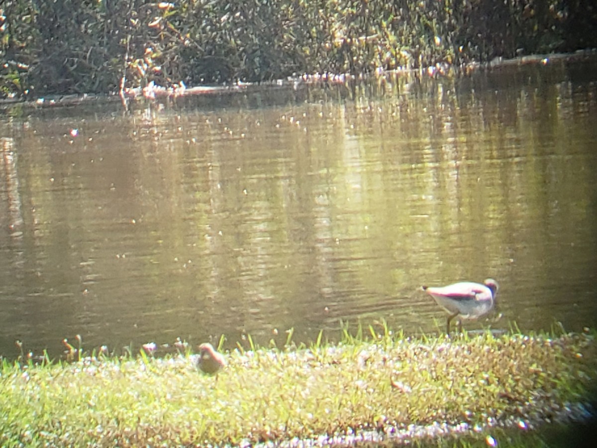 Pectoral Sandpiper - ML118530661