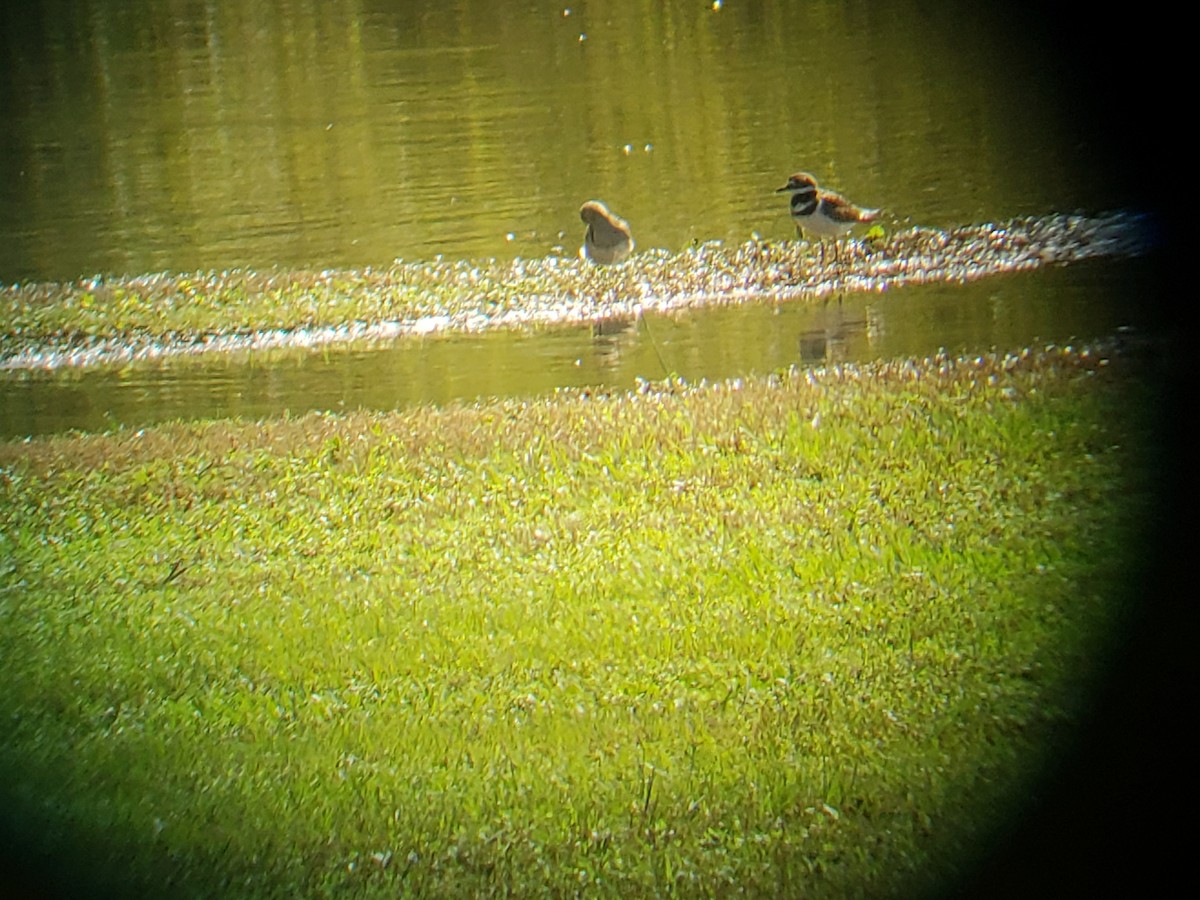 Pectoral Sandpiper - ML118530671