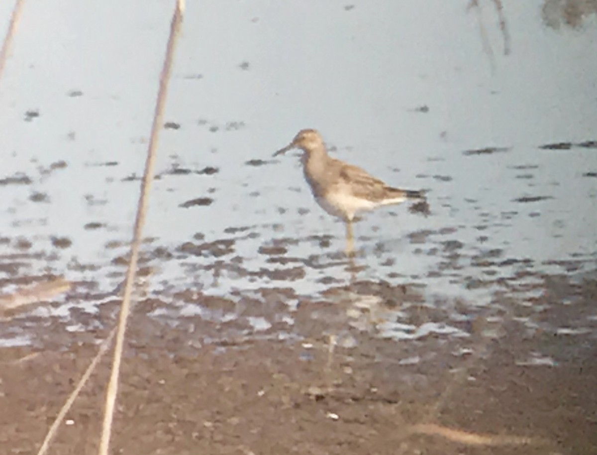 Pectoral Sandpiper - ML118530761