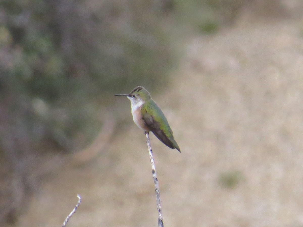 Broad-tailed Hummingbird - ML118530841