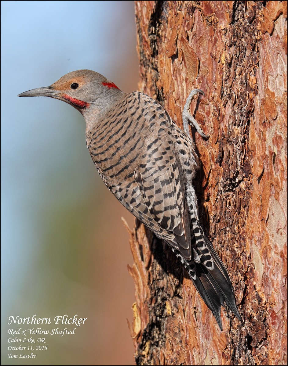 Northern Flicker (Yellow-shafted x Red-shafted) - Tom Lawler