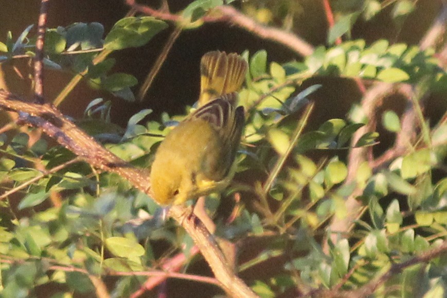 Paruline jaune - ML118535961