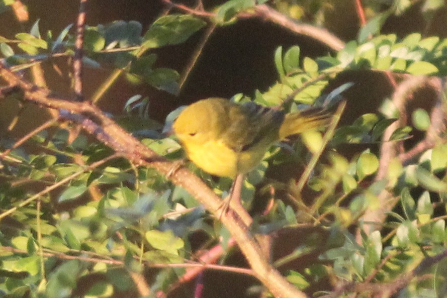 Yellow Warbler - Timothy P. Jones