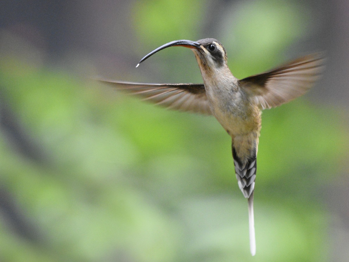 Long-billed Hermit - ML118536051