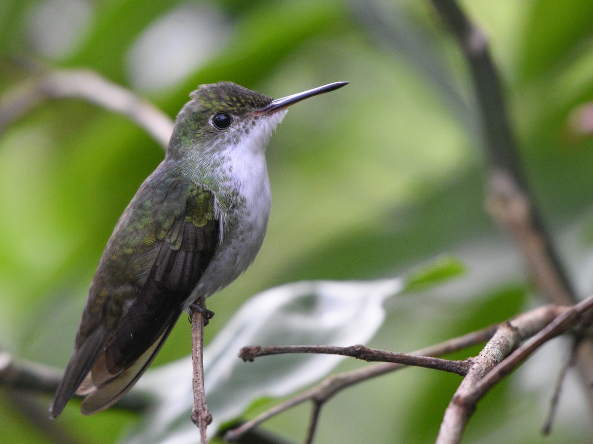 White-bellied Emerald - ML118536261