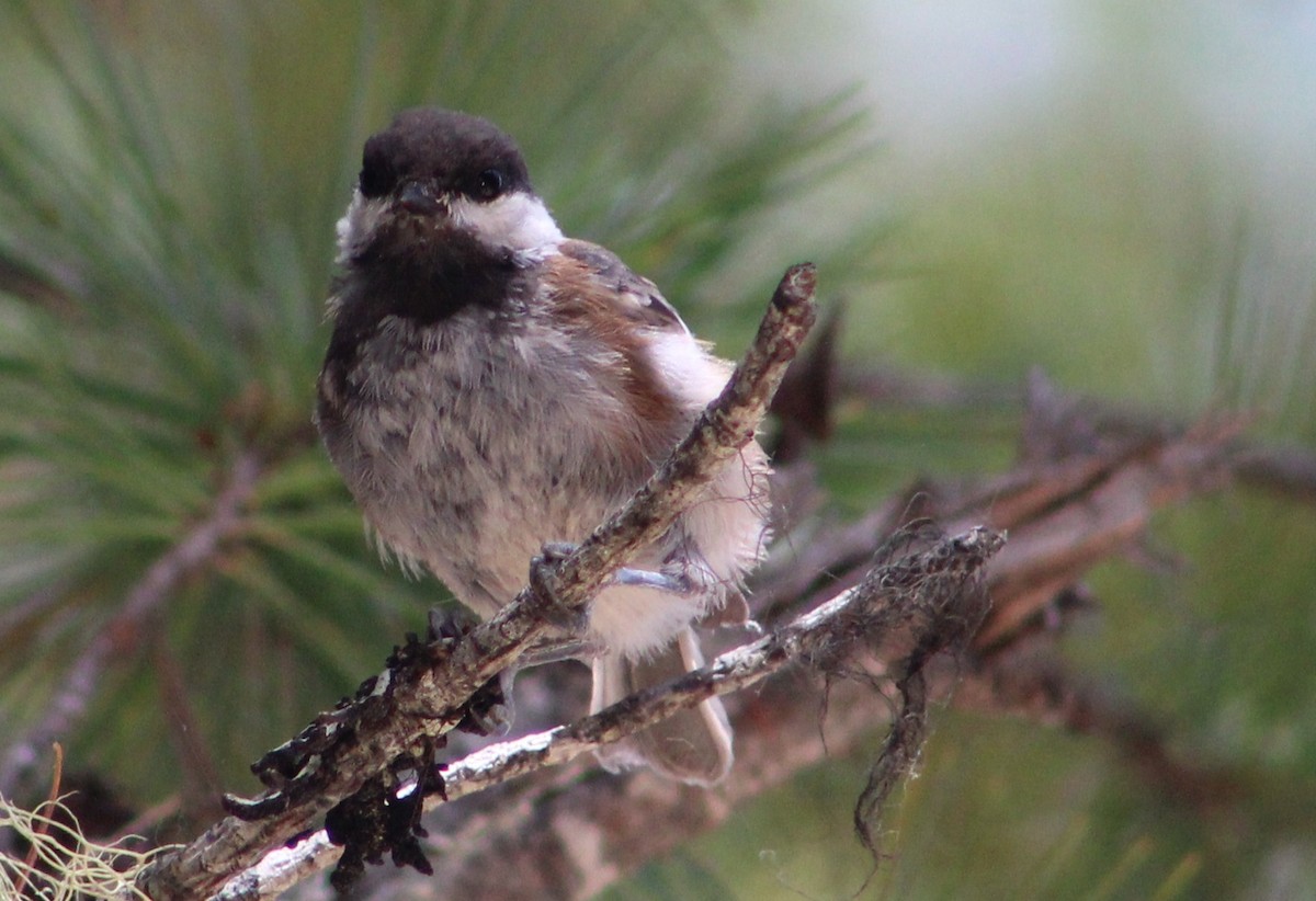 Chestnut-backed Chickadee - Tommy DeBardeleben