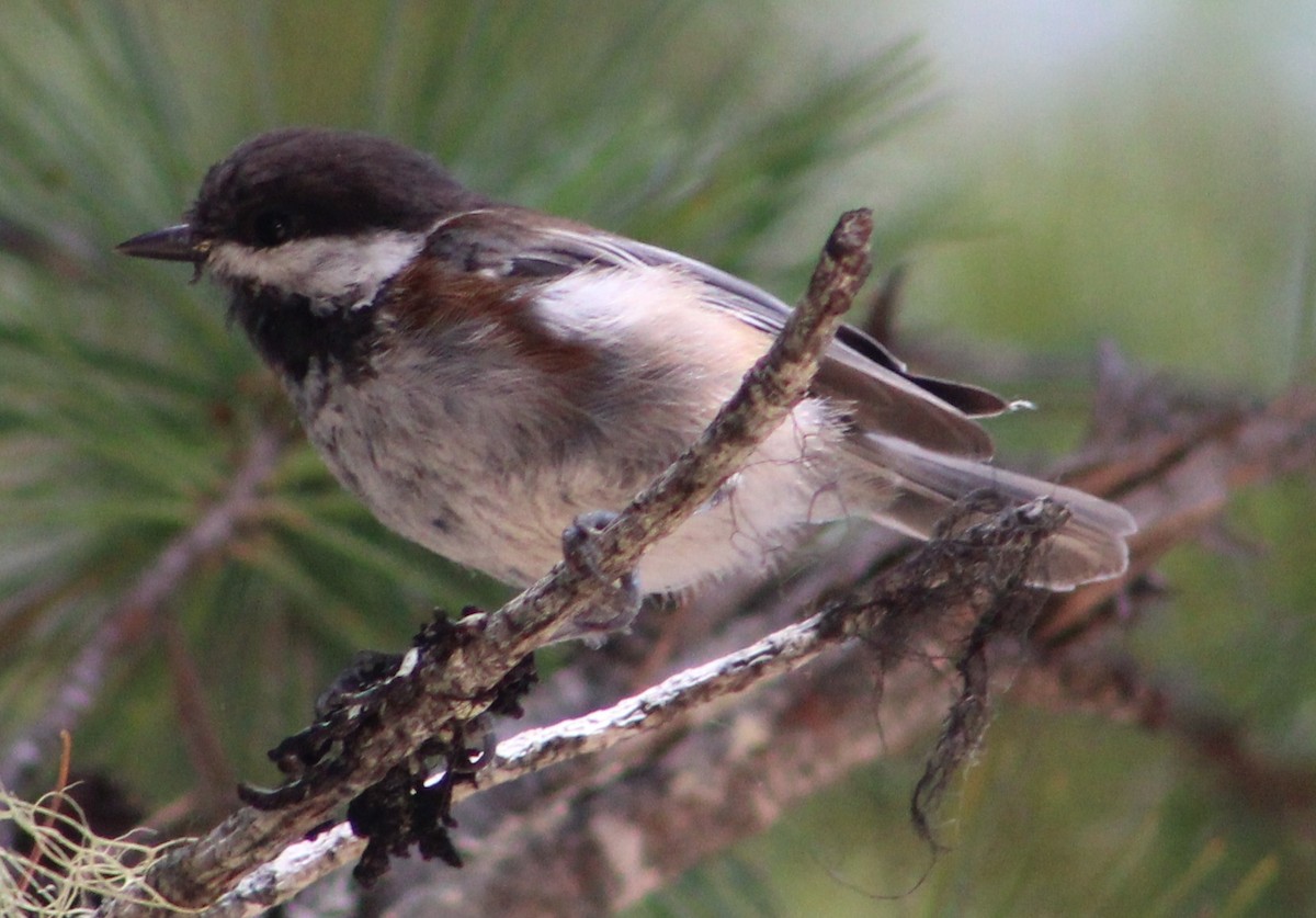 Chestnut-backed Chickadee - Tommy DeBardeleben