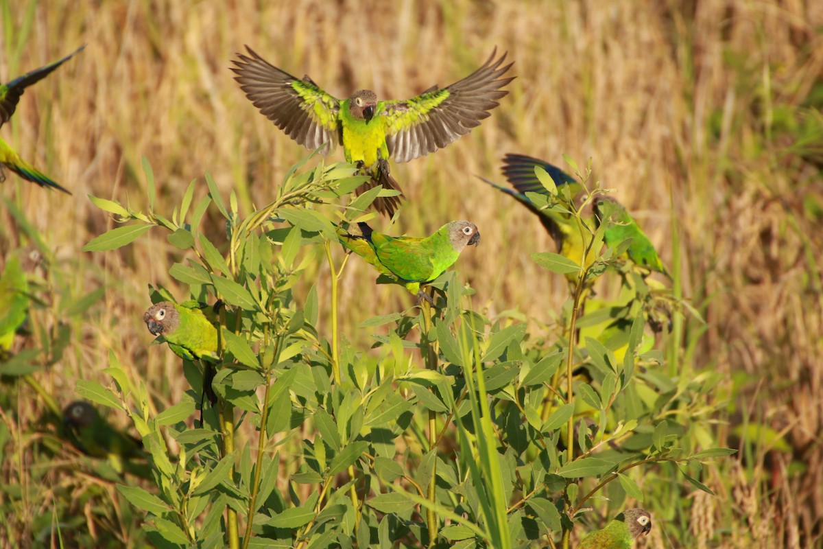 Dusky-headed Parakeet - Jose Luis Lescano Perez Pacheco