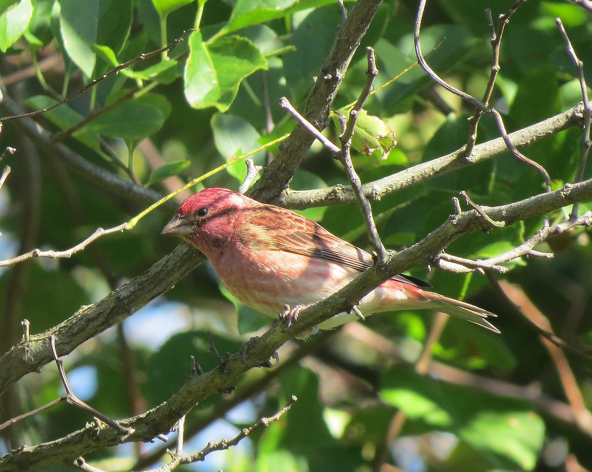 Purple Finch - ML118540671