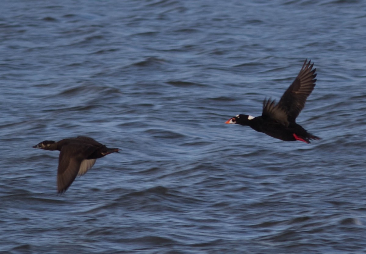 Surf Scoter - ML118541421