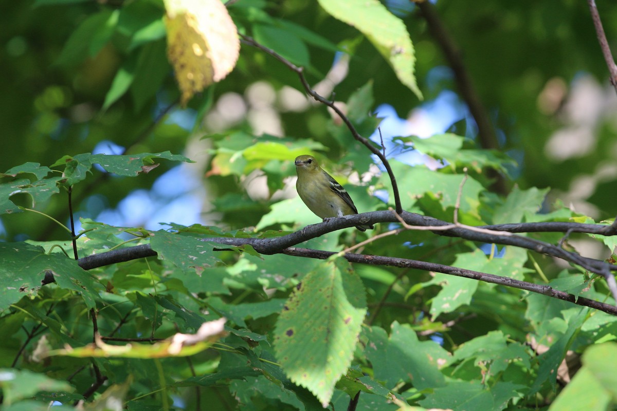 Bay-breasted Warbler - George Keller