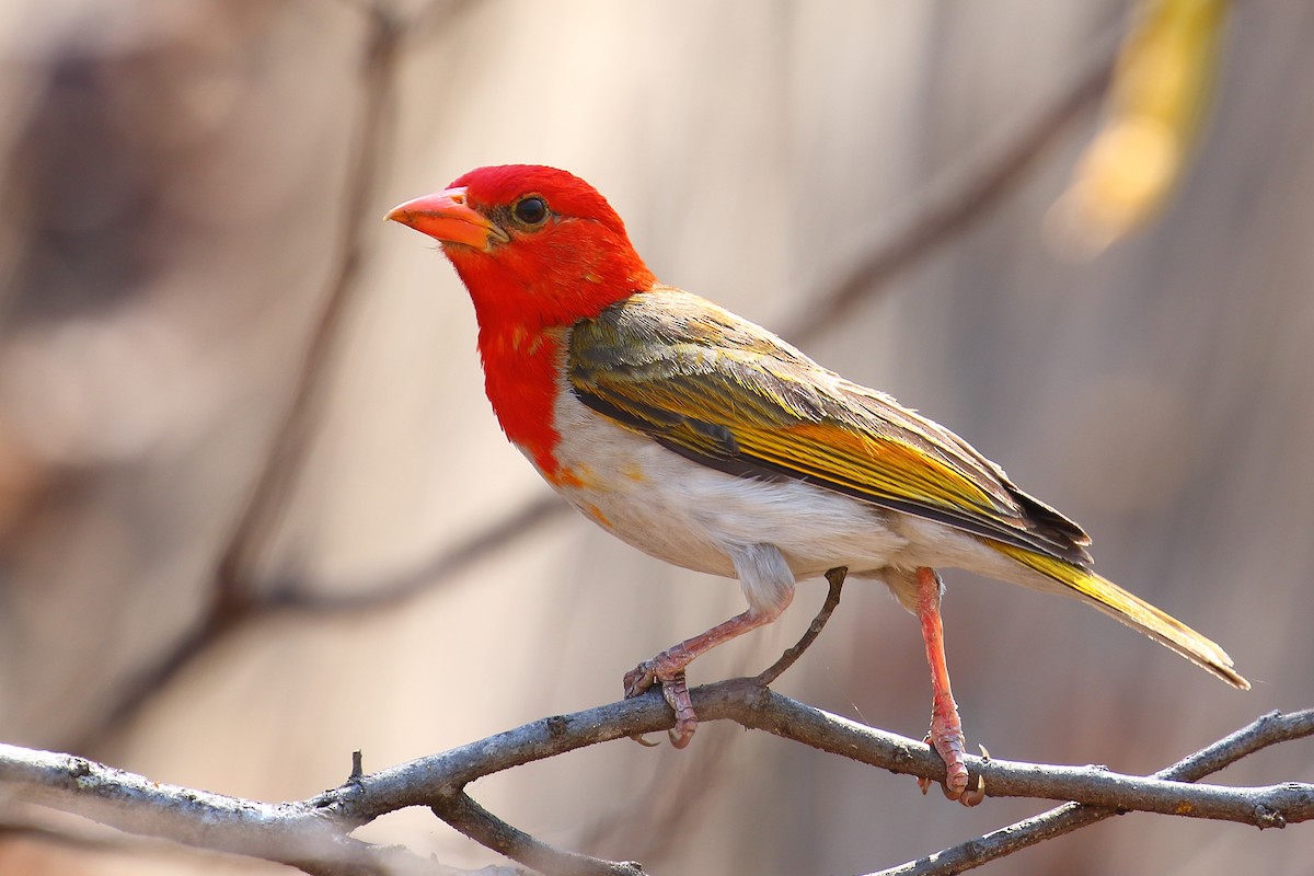 Red-headed Weaver - Robert Johnson