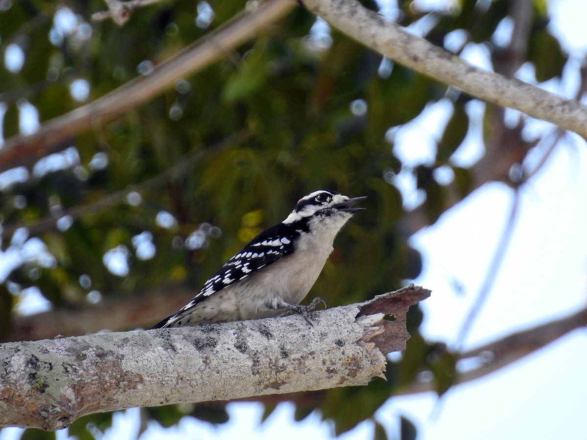 Downy Woodpecker - ML118544741