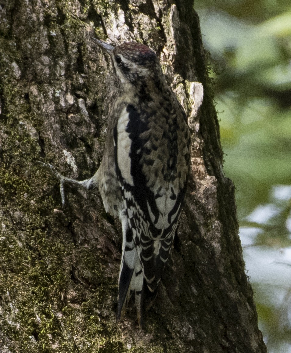 Yellow-bellied Sapsucker - ML118545191