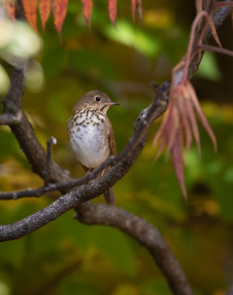 Hermit Thrush - ML118545291