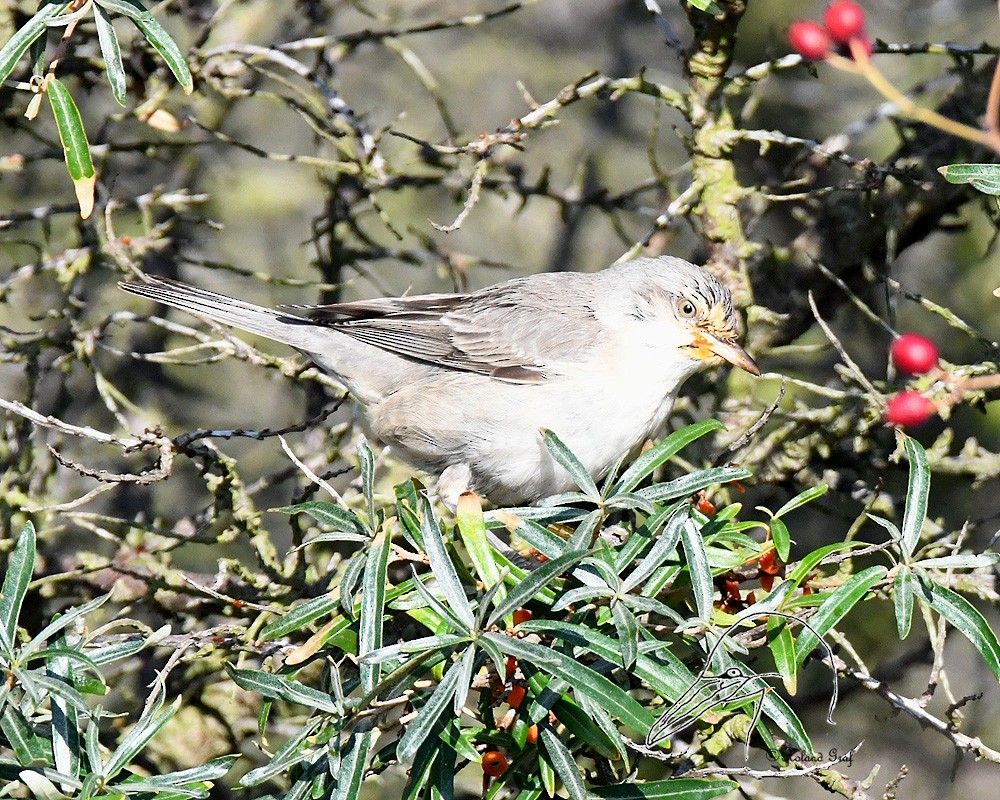 Barred Warbler - Anonymous