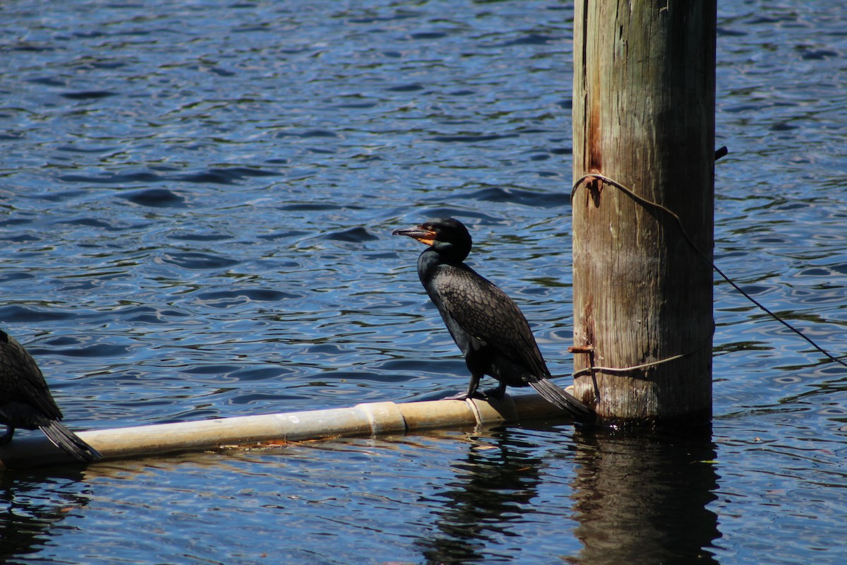 Double-crested Cormorant - Patrick  Dechon