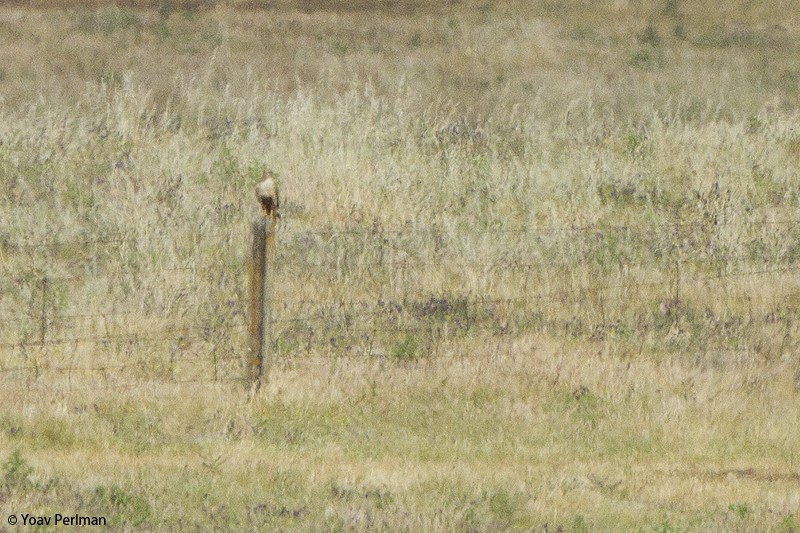 Common/Long-legged Buzzard - ML118548581