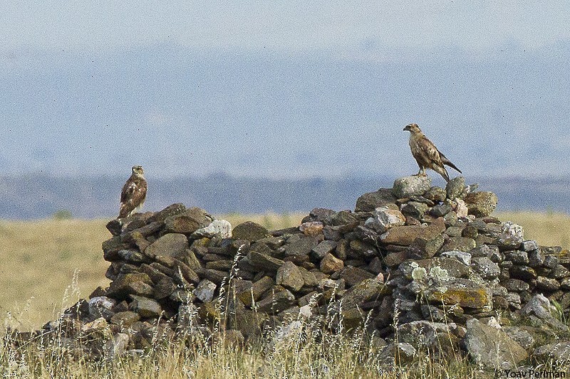 Common/Long-legged Buzzard - ML118548591