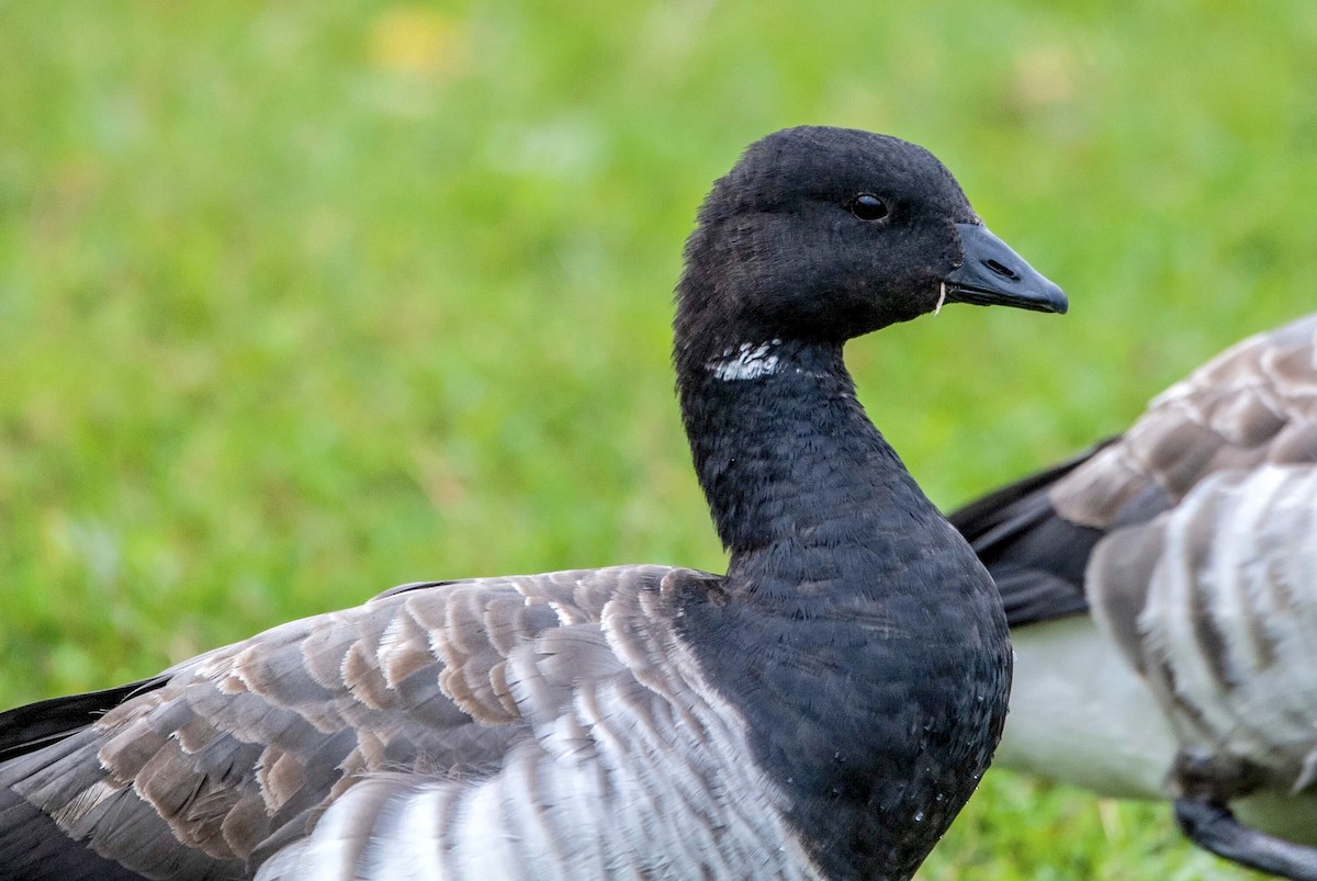 Brant - ML118548601