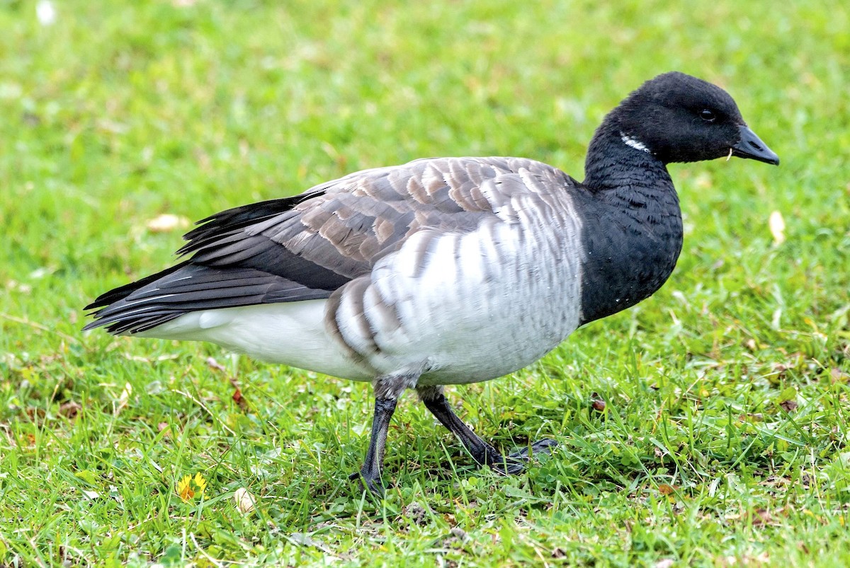 Brant - ML118548611