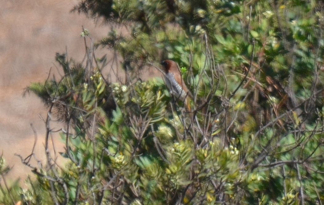 Scaly-breasted Munia - ML118548851