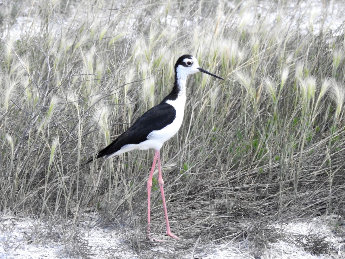 Black-necked Stilt - ML118550201