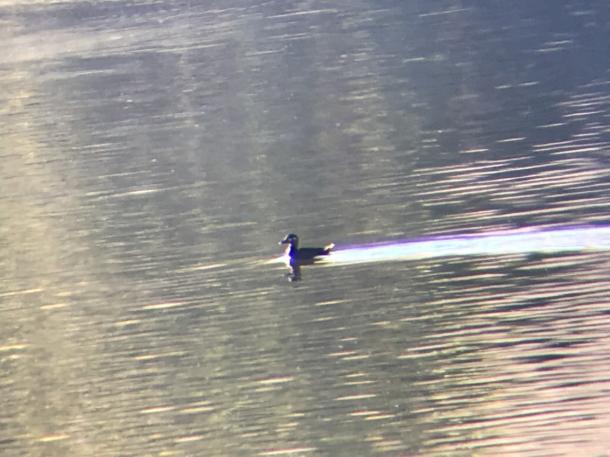 Surf Scoter - Roy Morris