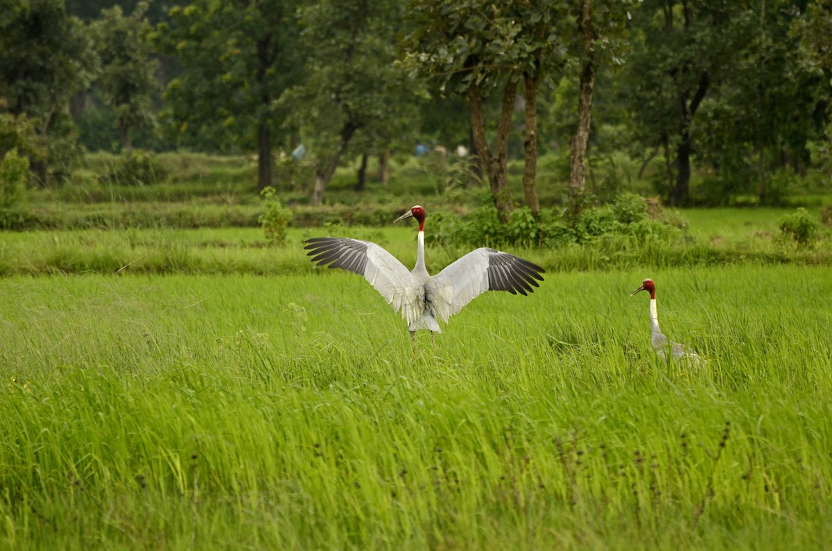 Sarus Crane - ML118551571