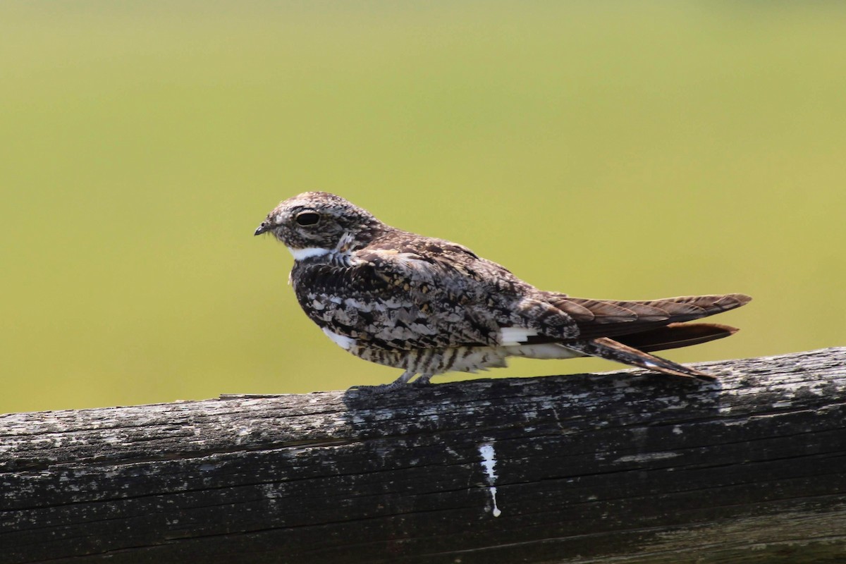 Common Nighthawk - ML118551831