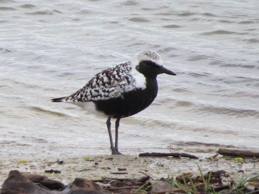 Black-bellied Plover - ML118552611