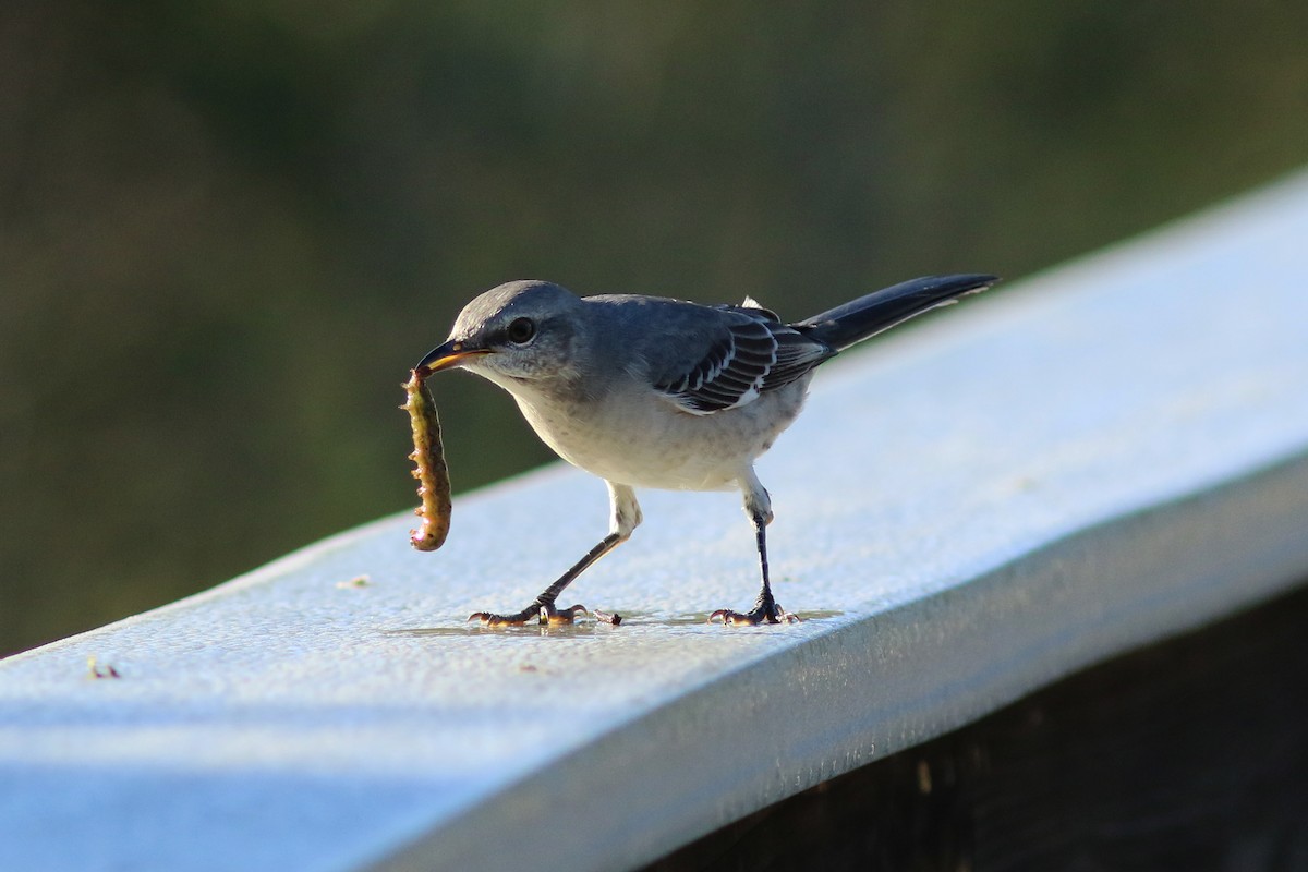 Northern Mockingbird - ML118554081