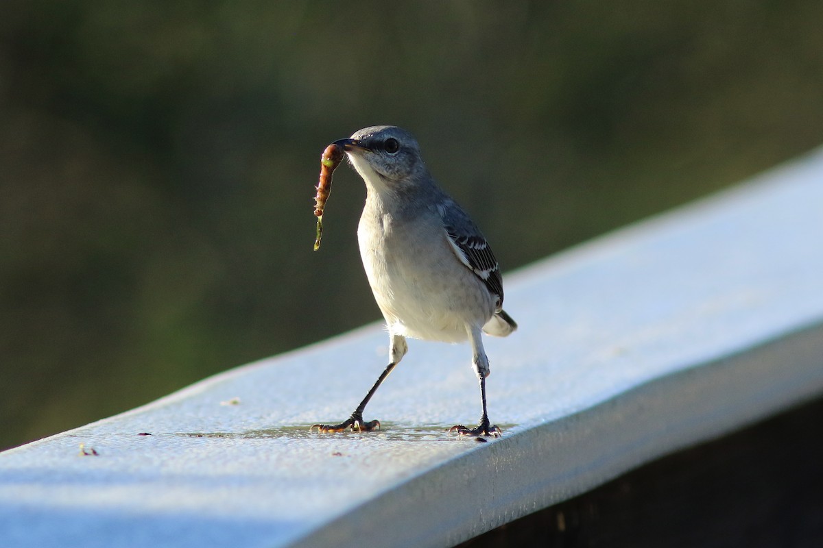 Northern Mockingbird - ML118554091