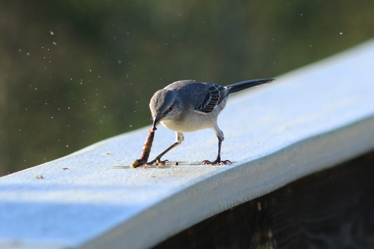 Northern Mockingbird - ML118554111