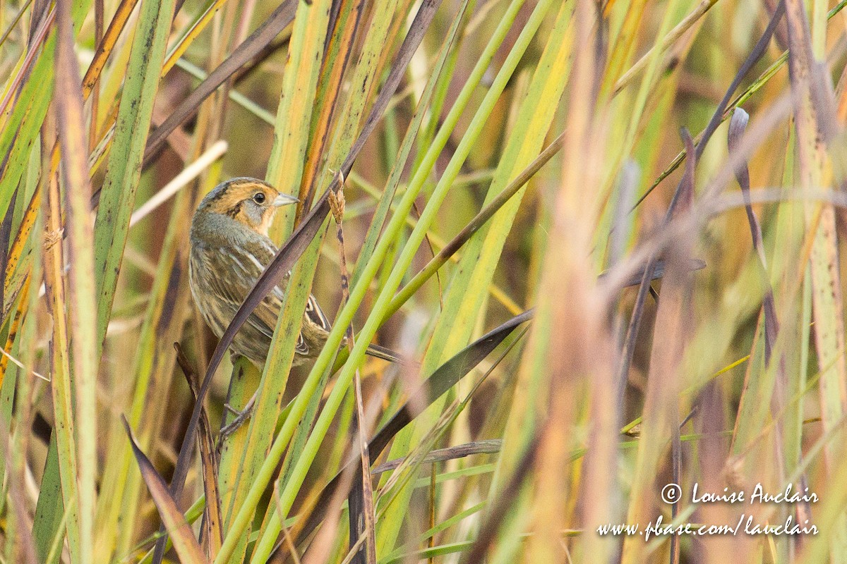 Nelson's Sparrow - Louise Auclair