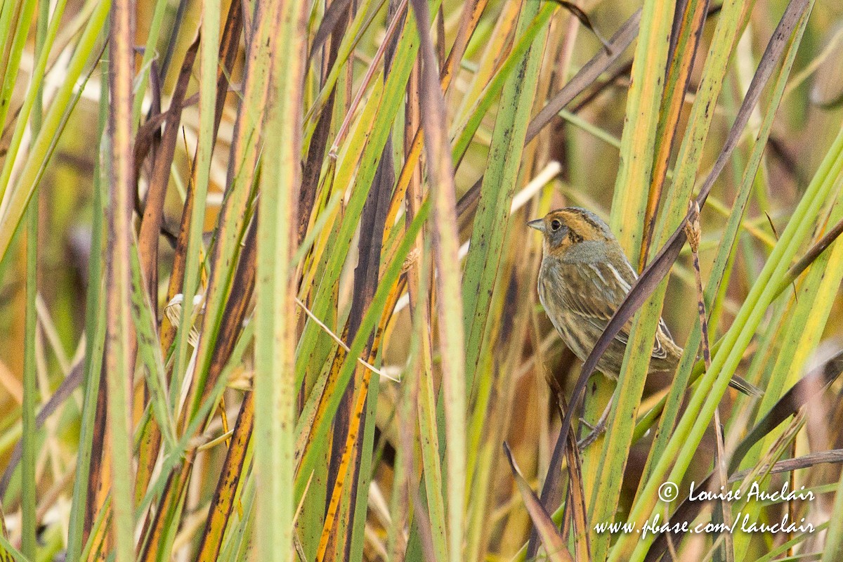 Nelson's Sparrow - ML118554391