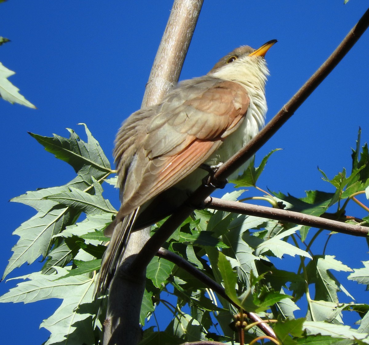 Yellow-billed Cuckoo - ML118557221