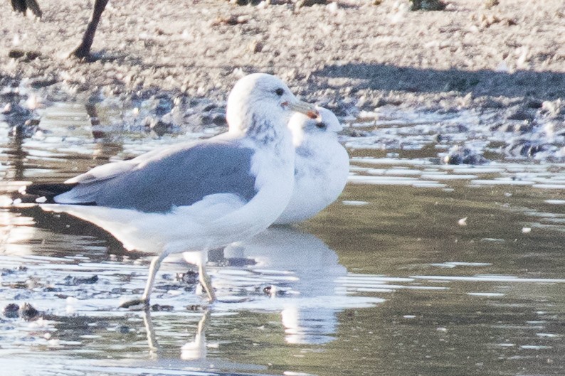 Short-billed Gull - ML118558971