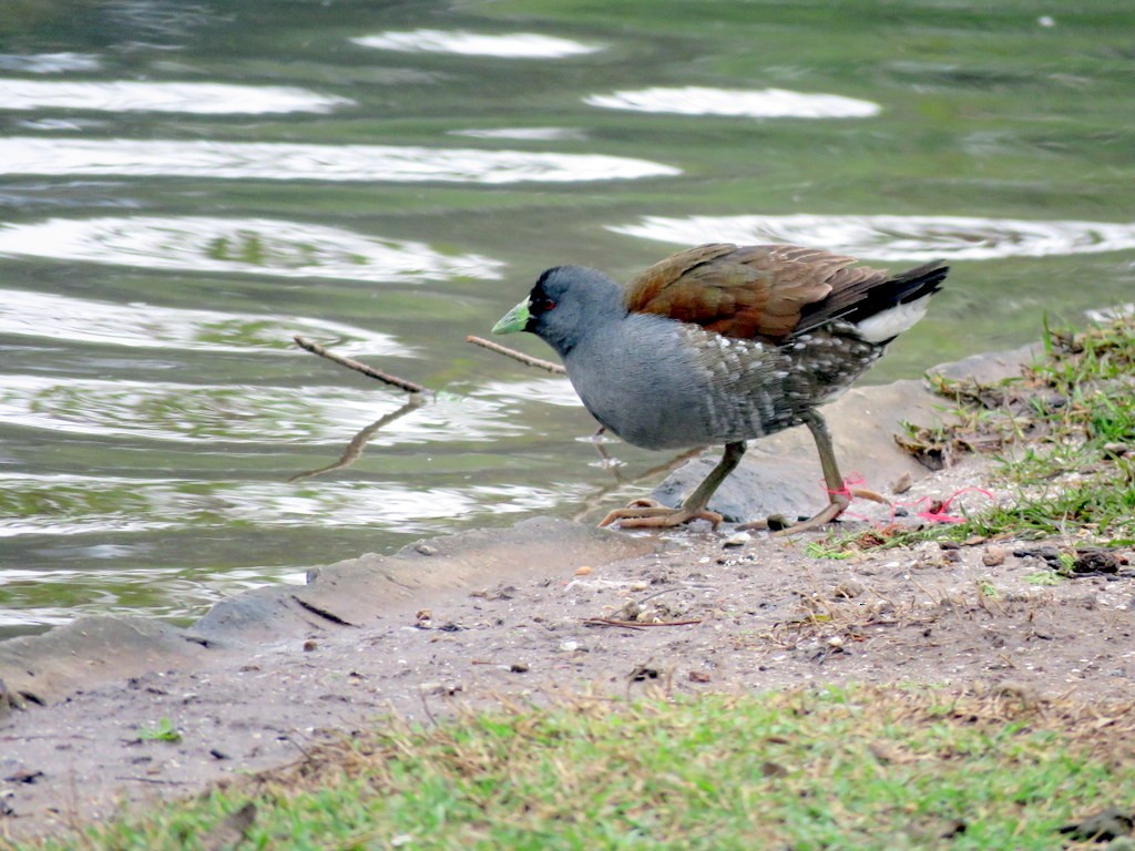 Spot-flanked Gallinule - Diego Carús