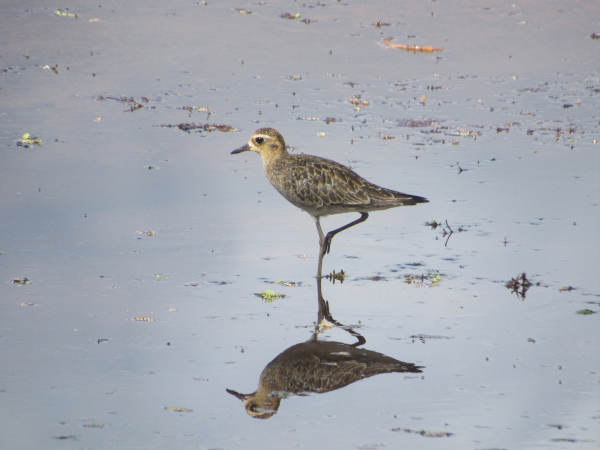 Pacific Golden-Plover - ML118559481