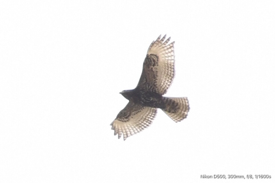 Red-tailed Hawk (Harlan's) - ML118559611